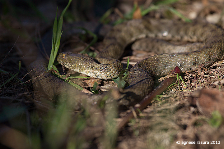 natrix-tessellata.jpg